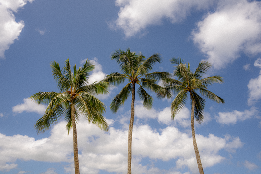 Palms of Kauai