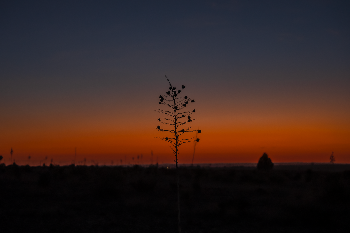 West Texas Sun