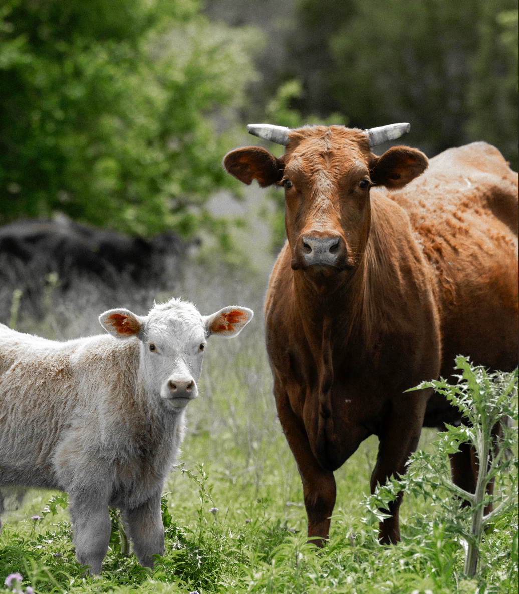 Cattle Stare Down