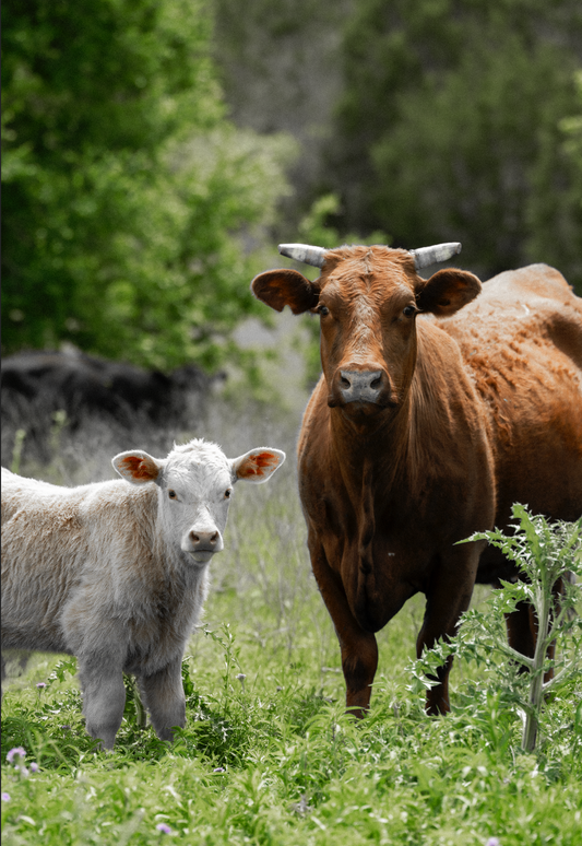 Cattle Stare Down