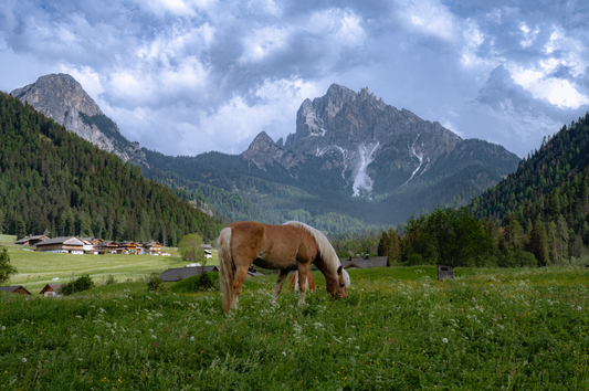 Grazing in the Dolomites